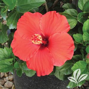 Hibiscus rosa-sinensis 'Dark Heart' 