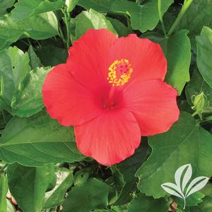 Hibiscus rosa-sinensis 'Feeling Hot' 