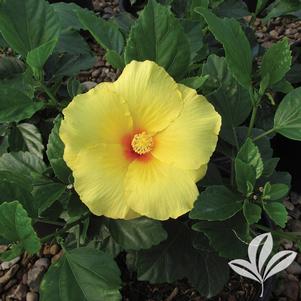 Hibiscus rosa-sinensis 'Big Bang' 