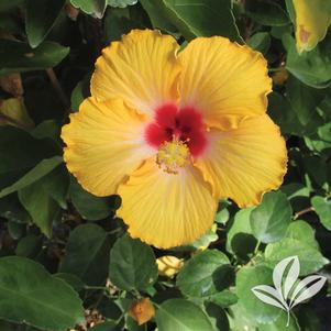 Hibiscus rosa-sinensis 'Celtic Sun' 