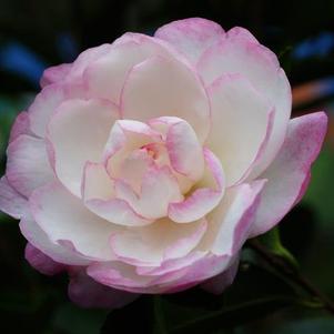 Camellia sasanqua 'Moonshadow' 