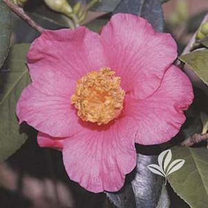 Camellia japonica 'Spring's Promise' 