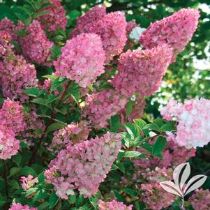 Hydrangea paniculata 'Rensun' 