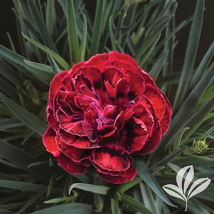 Dianthus caryophyllus 'KLEDP10112' 