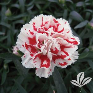 Dianthus caryophyllus 'KLEDP09103' 