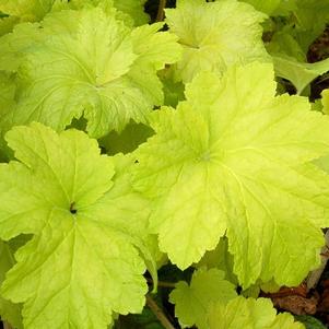 Heuchera 'Electric Lime' 