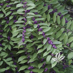 Callicarpa dichotoma 'Issai' 