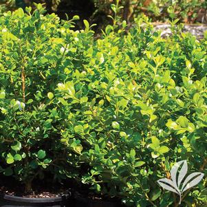 Buxus microphylla 'Faulkner' 