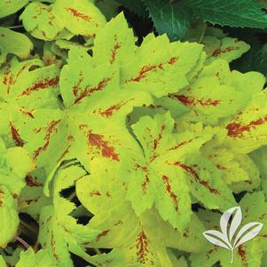 Heucherella 'Sunrise Falls' 