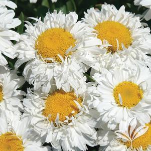 Leucanthemum x superbum 'Leuz0001'' 