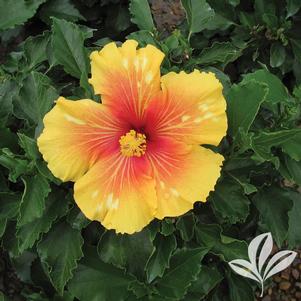 Hibiscus rosa-sinensis 'Tiki Bar' 