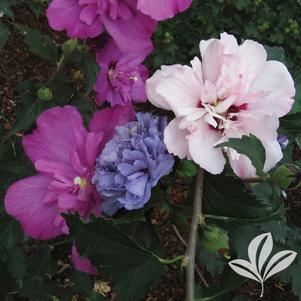 Hibiscus syriacus 'DS01BS/DS04PS/DS03RS' 