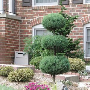 Buxus 'Green Mountain' 