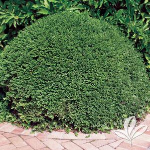 Buxus microphylla var. koreana 