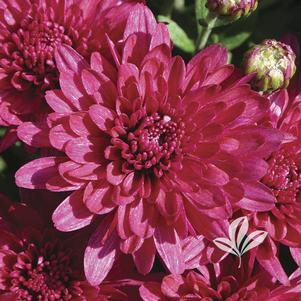 Chrysanthemum 'Wanda Purple' 