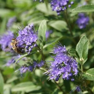 Caryopteris x clandonensis 'Dark Knight' 