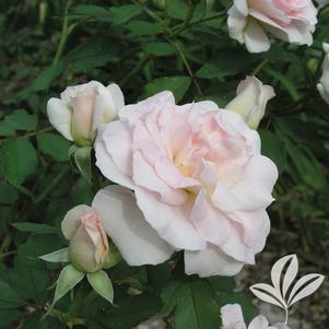 Rosa 'Morden Blush' 