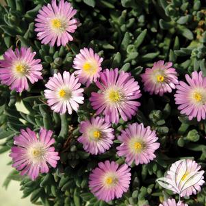 Chrysanthemum 'Yoencino' 