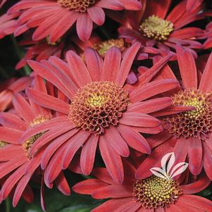 Chrysanthemum 'Red Springs' 