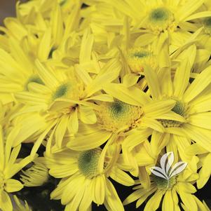 Chrysanthemum 'Lemon Springs' 