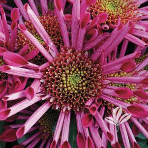 Chrysanthemum 'Purple Springs' 
