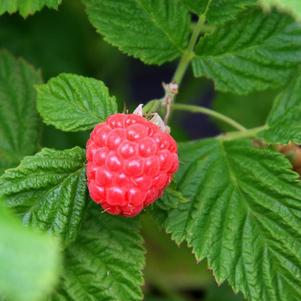 Rubus 'NR7' 