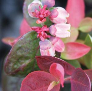 Vaccinium 'ZF06-043' 