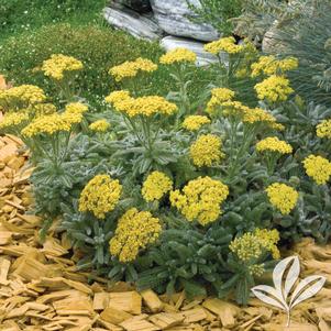 Achillea tomentosa 'Goldie' 