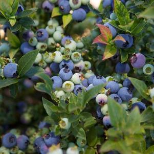 Vaccinium 'ZF06-179' 