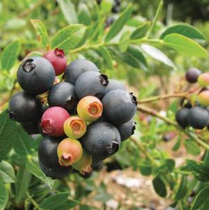 Vaccinium 'ZF08-095' 