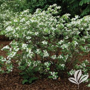 Aronia melanocarpa 'Morton' 