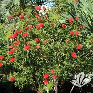 Callistemon citrinus 