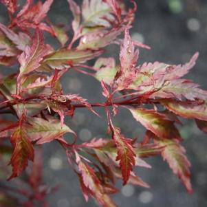 Acer palmatum 'Beni Hagoromo' 