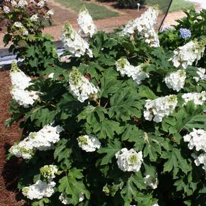 Hydrangea quercifolia 'PIIHQ-I' 