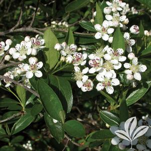 Aronia melanocarpa 'Viking' 