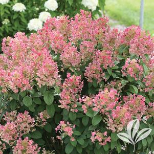 Hydrangea paniculata 'SMHPLQF' 