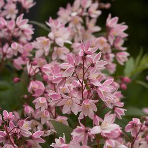 Deutzia 'NCDX2' 