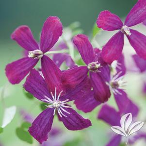 Clematis 'Sweet Summer Love' 