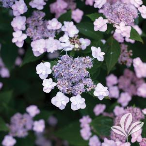 Hydrangea serrata 'MAKD' 