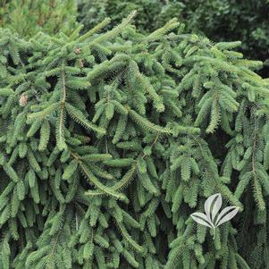 Picea abies 'Pendula' 