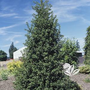 Ilex x aquipernyi 'Meschick' 