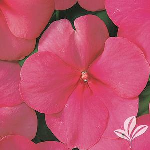 Impatiens 'Super-Elfin Lipstick' 