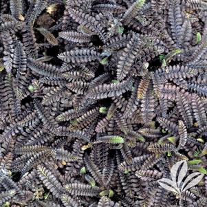 Leptinella squalida 'Platt's Black' 