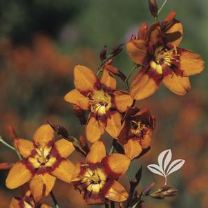 Crocosmia 'Emily McKenzie' 