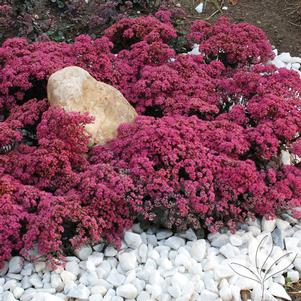 Sedum 'Dazzleberry' 