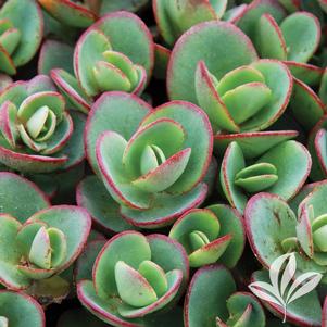 Sedum 'Lime Zinger' 