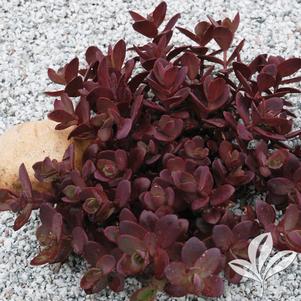 Sedum 'Cherry Tart' 