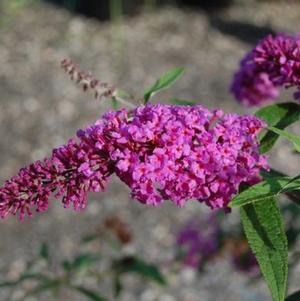 Buddleia davidii 'Windy Hill' 