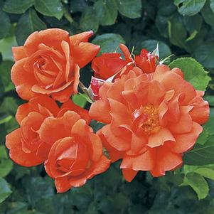 Rosa 'CHEwesic' 