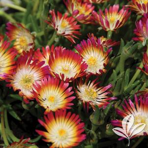 Delosperma cooperi 'Jewel of Desert Ruby' 